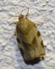 Choristoneura hebenstreitella
